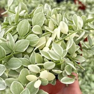 Variegated Dischidia Cascade Live Plant - Trailing Succulent, 3 Inch Pot, Indoor Vining Plant - Image 5