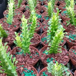 Variegated Euphorbia Trigona Milk Cactus Live Starter Plant - 3 inch Pot - Image 2