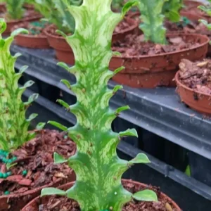 Variegated Euphorbia Trigona Milk Cactus Live Starter Plant - 3 inch Pot - Image 1