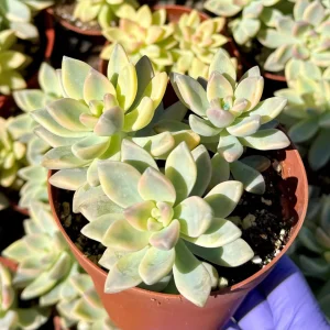 Variegated Ghost Plant Live Succulent – Pink & Green Foliage – 4 inch Pot - Image 2