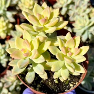 Variegated Ghost Plant Live Succulent – Pink & Green Foliage – 4 inch Pot - Image 1