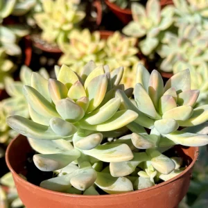 Variegated Ghost Plant Live Succulent – Pink & Green Foliage – 4 inch Pot - Image 3