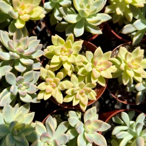 Variegated Ghost Plant Live Succulent – Pink & Green Foliage – 4 inch Pot - Image 4