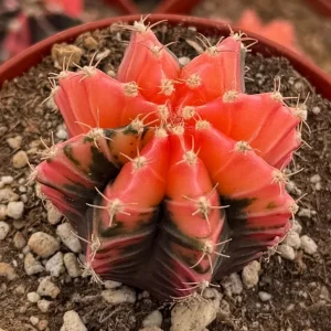 Variegated Gymnocalycium Cactus Live Plant – 4 inch Pot – Rooted Succulent - Image 2