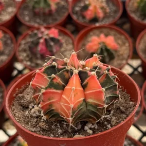 Variegated Gymnocalycium Cactus Live Plant – 4 inch Pot – Rooted Succulent - Image 3