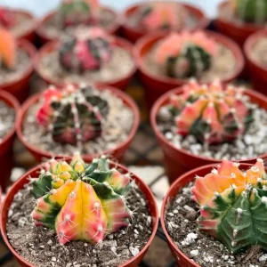 Variegated Gymnocalycium Cactus Live Plant – 4 inch Pot – Rooted Succulent - Image 4