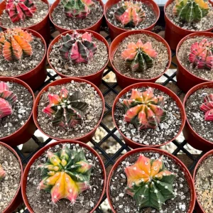 Variegated Gymnocalycium Cactus Live Plant – 4 inch Pot – Rooted Succulent - Image 5