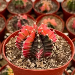 Variegated Gymnocalycium Cactus Live Plant – 4 inch Pot – Rooted Succulent - Image 1