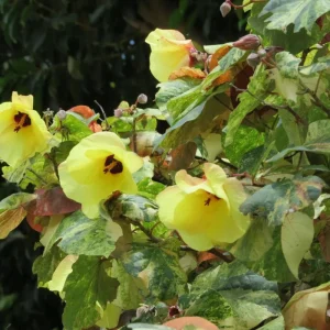 Variegated Hibiscus Mahoe Sea Live Plant – Colorful Foliage – Outdoor - Image 2