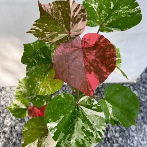 Variegated Hibiscus Mahoe Sea Live Plant – Colorful Foliage – Outdoor - Image 3