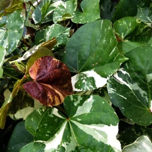 Variegated Hibiscus Mahoe Sea Live Plant – Colorful Foliage – Outdoor - Image 4