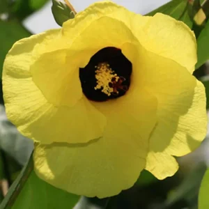 Variegated Hibiscus Mahoe Sea Live Plant – Colorful Foliage – Outdoor - Image 1