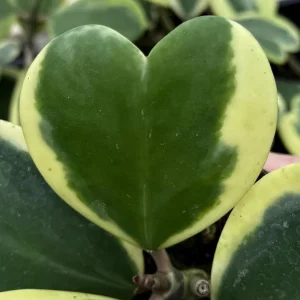 Variegated Hoya Kerrii Live Plant – Rare Heart Succulent – 4" Pot – Indoor - Image 2