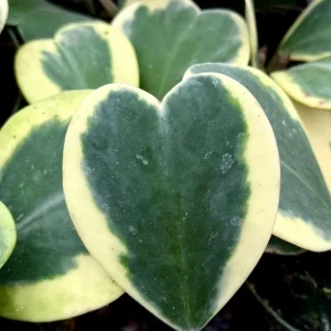 Variegated Hoya Kerrii Live Plant – Rare Heart Succulent – 4