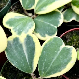 Variegated Hoya Kerrii Live Plant – Rare Heart Succulent – 4