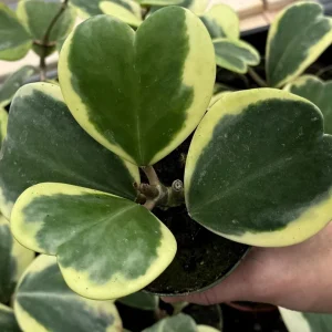 Variegated Hoya Kerrii Live Plant – Rare Heart Succulent – 4" Pot – Indoor - Image 1