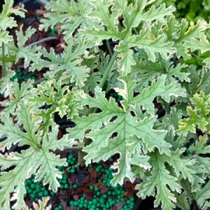 Variegated Lady Plymouth Scented Geranium Live Plant – 4 inch Tall – Indoor/Outdoor - Image 2