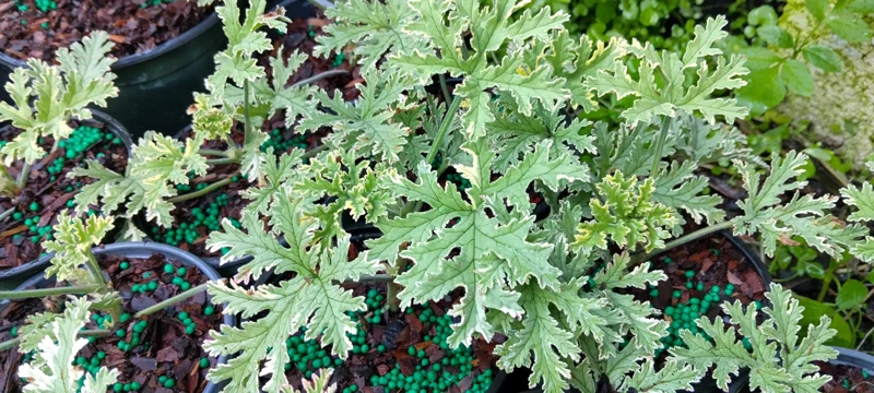 Variegated Lady Plymouth Scented Geranium Live Plant – 4 inch Tall – Indoor/Outdoor - Image 2