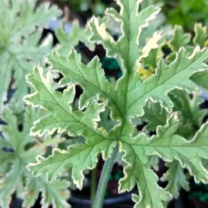 Variegated Lady Plymouth Scented Geranium Live Plant – 4 inch Tall – Indoor/Outdoor - Image 1