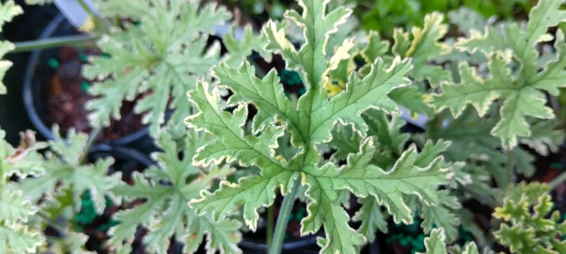 Variegated Lady Plymouth Scented Geranium Live Plant – 4 inch Tall – Indoor/Outdoor - Image 1