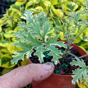 Variegated Lady Plymouth Scented Geranium Live Plant – 4 inch Tall – Indoor/Outdoor - Image 3