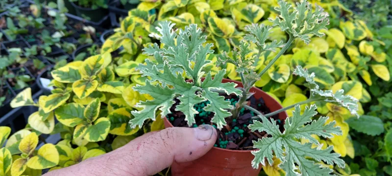 Variegated Lady Plymouth Scented Geranium Live Plant – 4 inch Tall – Indoor/Outdoor - Image 3