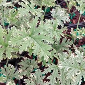 Variegated Lady Plymouth Scented Geranium Live Plant – 4 inch Tall – Indoor/Outdoor - Image 4