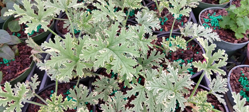 Variegated Lady Plymouth Scented Geranium Live Plant – 4 inch Tall – Indoor/Outdoor - Image 4