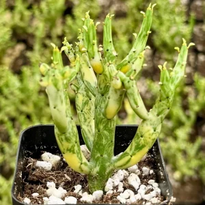 Variegated Pencil Cactus Live Plant - Euphorbia tirucalli 'Variegata' Succulent in 2.5 inch or 4 inch Pot - Image 2