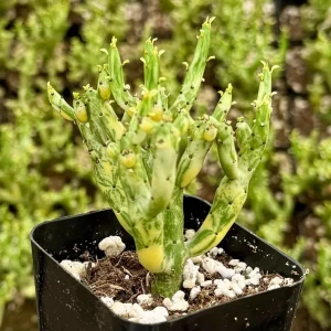 Variegated Pencil Cactus Live Plant - Euphorbia tirucalli 'Variegata' Succulent in 2.5 inch or 4 inch Pot - Image 3
