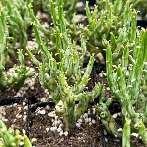 Variegated Pencil Cactus Live Plant - Euphorbia tirucalli 'Variegata' Succulent in 2.5 inch or 4 inch Pot - Image 4