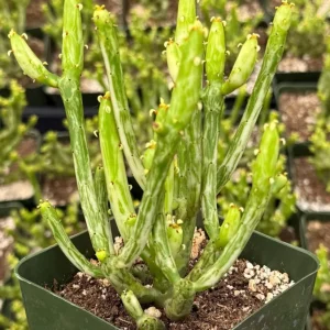 Variegated Pencil Cactus Live Plant - Euphorbia tirucalli 'Variegata' Succulent in 2.5 inch or 4 inch Pot - Image 5