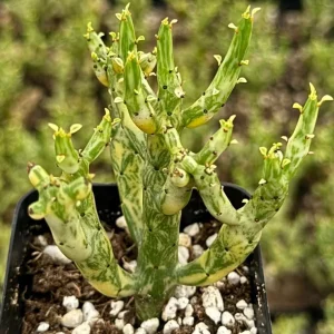 Variegated Pencil Cactus Live Plant - Euphorbia tirucalli 'Variegata' Succulent in 2.5 inch or 4 inch Pot - Image 1