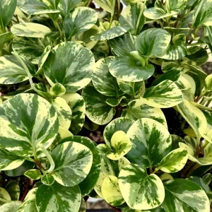 Variegated Peperomia Obtusifolia Live Plant – 4 inch Pot – Rooted Houseplant - Image 2