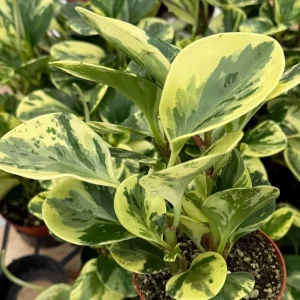 Variegated Peperomia Obtusifolia Live Plant – 4 inch Pot – Rooted Houseplant - Image 3