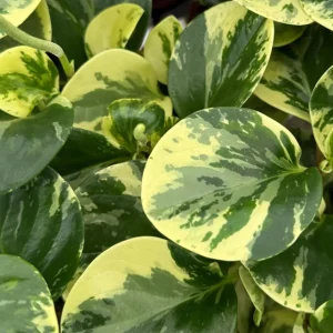 Variegated Peperomia Obtusifolia Live Plant – 4 inch Pot – Rooted Houseplant - Image 4