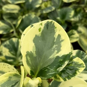 Variegated Peperomia Obtusifolia Live Plant – 4 inch Pot – Rooted Houseplant - Image 5