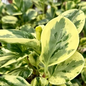 Variegated Peperomia Obtusifolia Live Plant – 4 inch Pot – Rooted Houseplant - Image 6