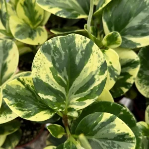 Variegated Peperomia Obtusifolia Live Plant – 4 inch Pot – Rooted Houseplant - Image 1