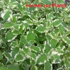 Variegated Pineapple Mint Live Plant - 4 inch Tall Herb for Garden - Image 2