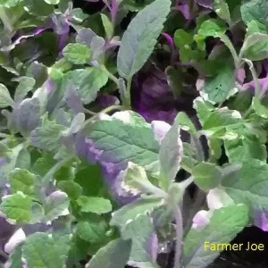 Variegated Pineapple Mint Live Plant - 4 inch Tall Herb for Garden - Image 1
