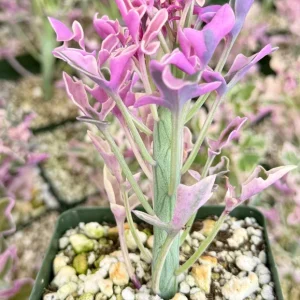 Variegated Senecio Articulatus Live Plant - Pink Candle Plant Succulent in 4 Inch Pot - Image 2