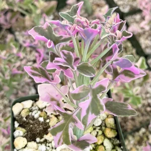 Variegated Senecio Articulatus Live Plant - Pink Candle Plant Succulent in 4 Inch Pot - Image 3