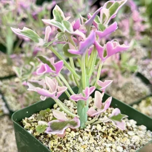Variegated Senecio Articulatus Live Plant - Pink Candle Plant Succulent in 4 Inch Pot - Image 1