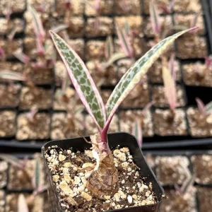 Variegated Silver Squill Live Plant - Ledebouria Socialis in 2.5