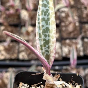 Variegated Silver Squill Live Plant - Ledebouria Socialis in 2.5