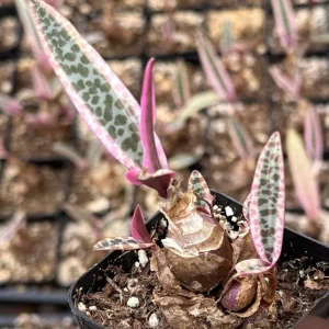 Variegated Silver Squill Live Plant - Ledebouria Socialis in 2.5