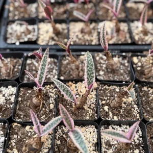 Variegated Silver Squill Live Plant - Ledebouria Socialis in 2.5