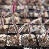 Variegated Silver Squill Live Plant - Ledebouria Socialis in 2.5" Pot - Image 1