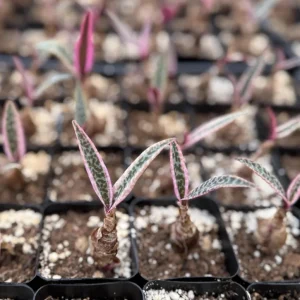 Variegated Silver Squill Live Plant - Ledebouria Socialis in 2.5